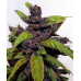 Fastberry Auto - FastBuds